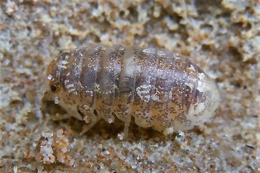 Tylidae da identificare