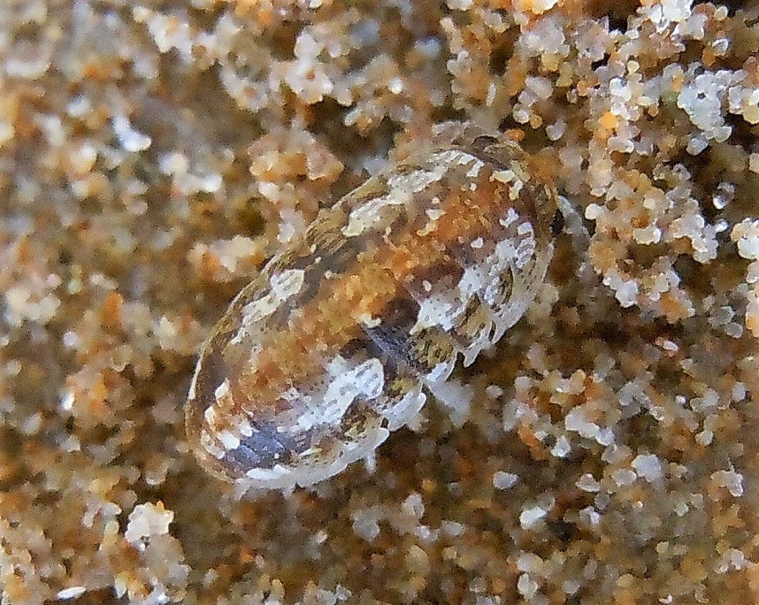 Tylidae da identificare