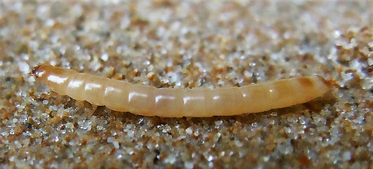 Larva di Tenebrionidae