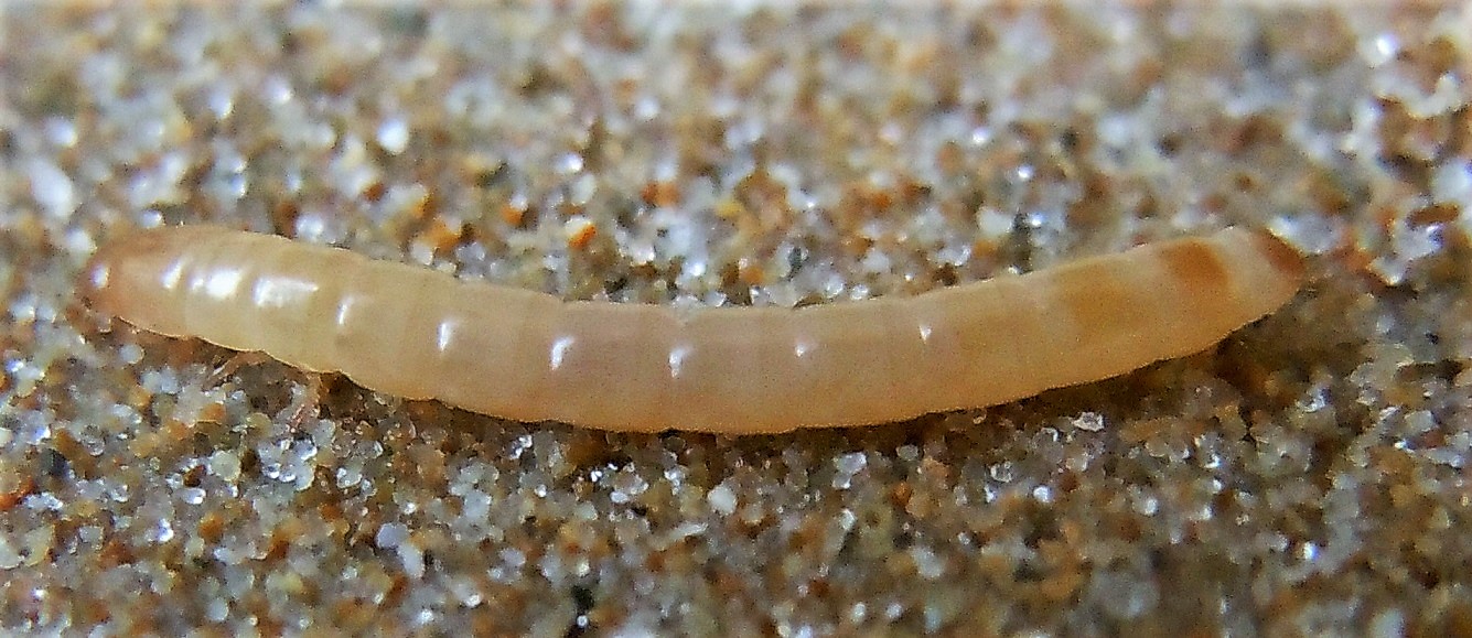 Larva di Tenebrionidae