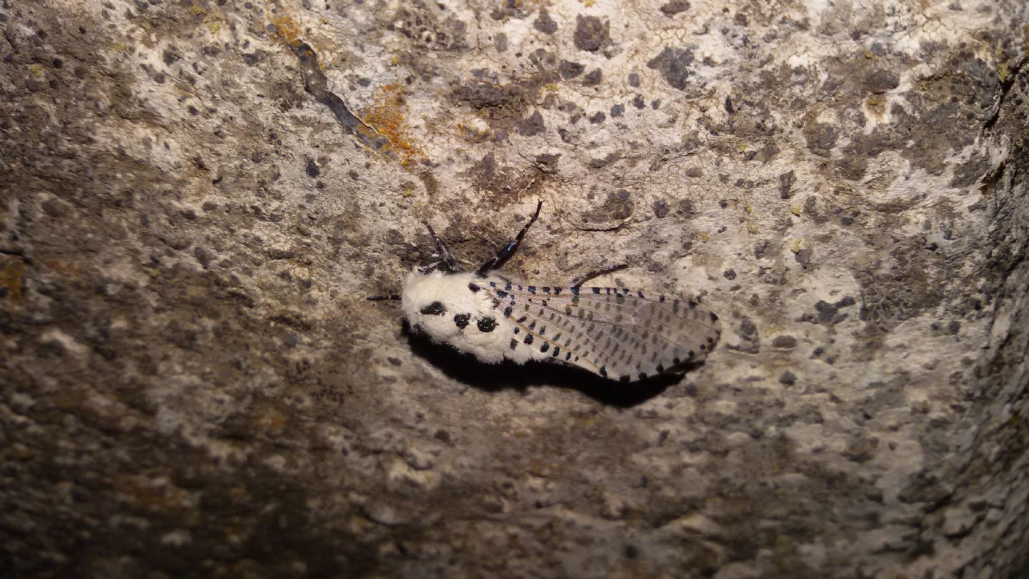 Zeuzera pyrina? S�