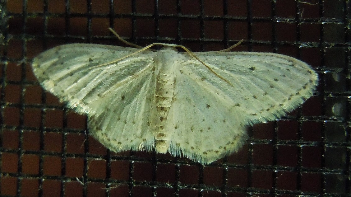 Idaea o Scopula?