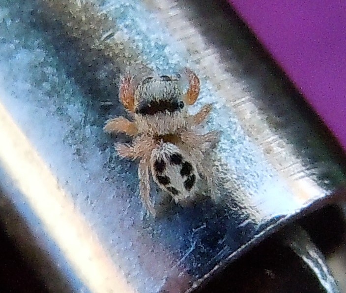 Giovane Salticidae?  S, Pellenes sp. - Porto Cesareo (LE)