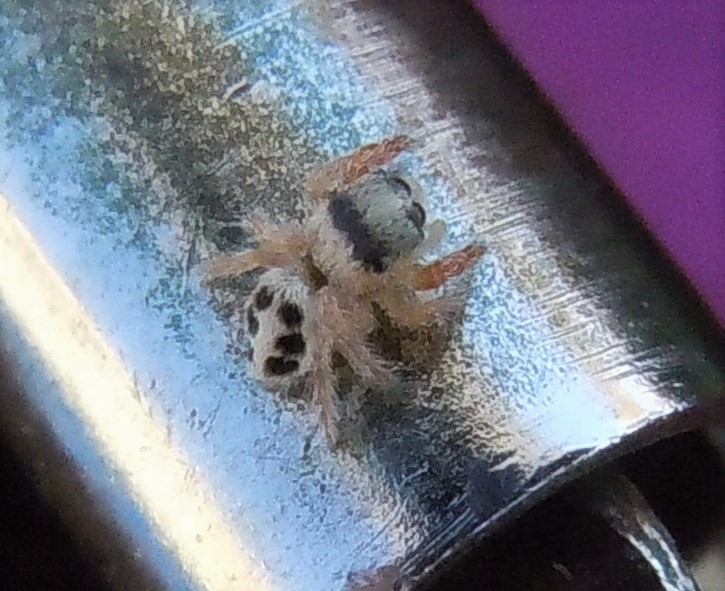 Giovane Salticidae?  S, Pellenes sp. - Porto Cesareo (LE)