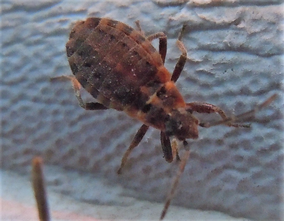 Lygaeidae: Apterola kuenckeli kuenckeli dalla Puglia