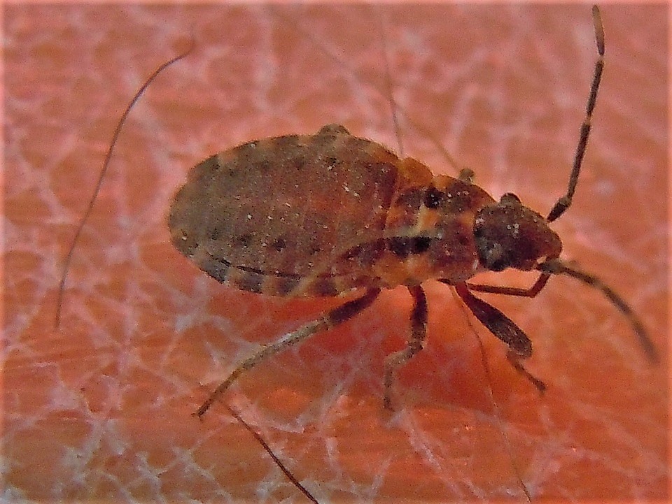 Lygaeidae: Apterola kuenckeli kuenckeli dalla Puglia