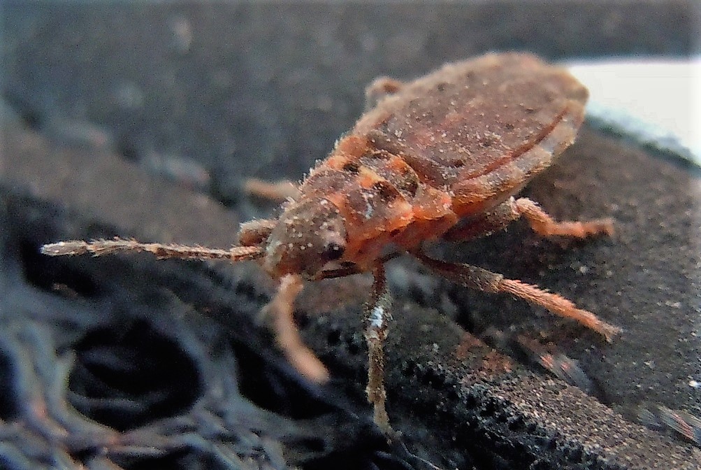 Lygaeidae: Apterola kuenckeli kuenckeli dalla Puglia