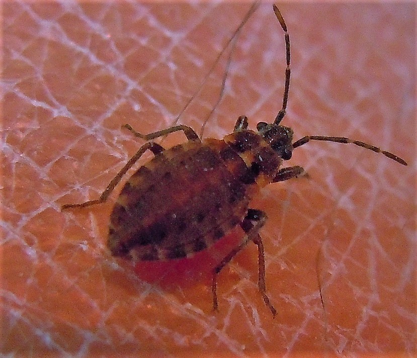 Lygaeidae: Apterola kuenckeli kuenckeli dalla Puglia