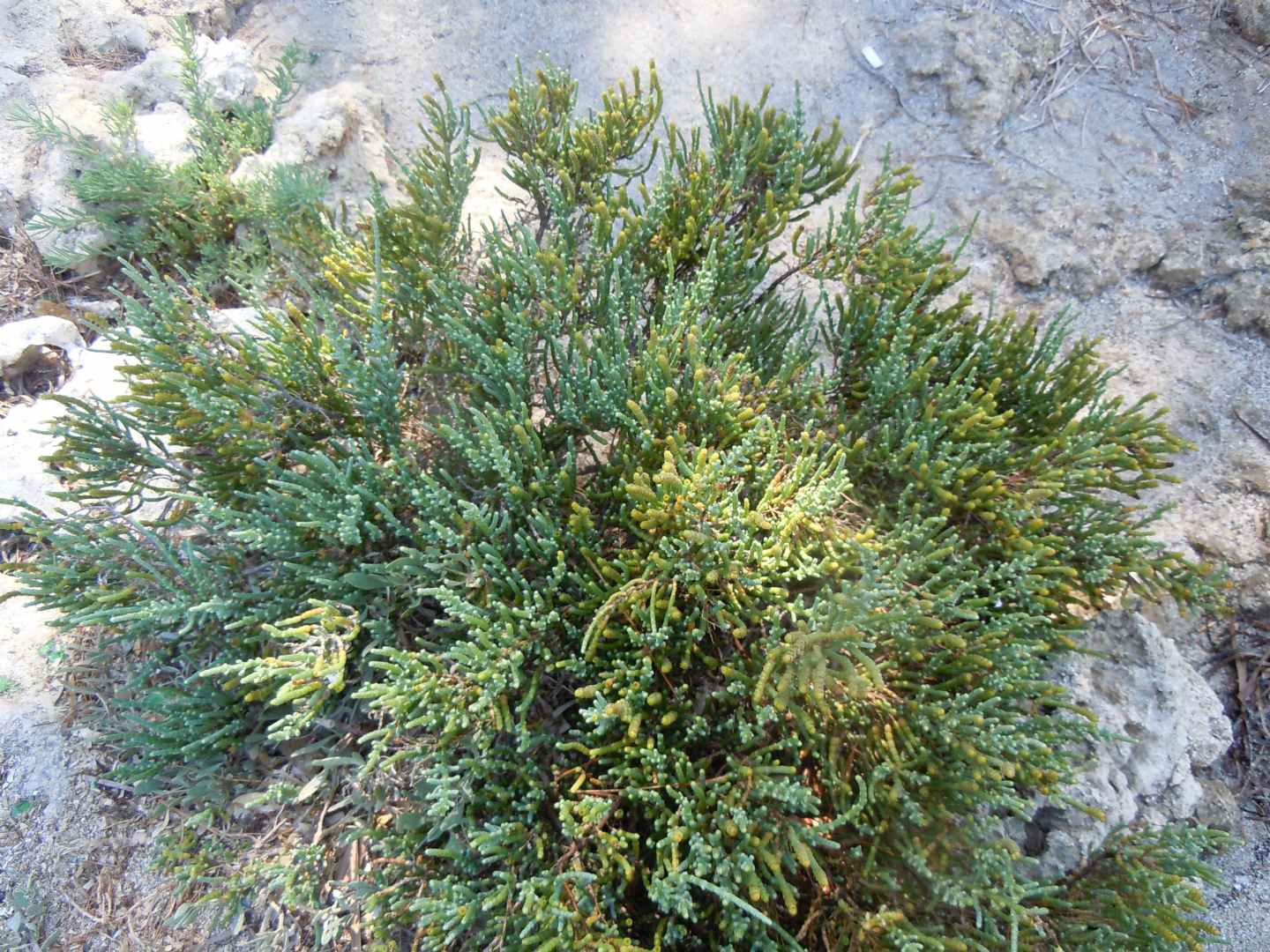 Salicornia sp. (Chenopodiaceae)