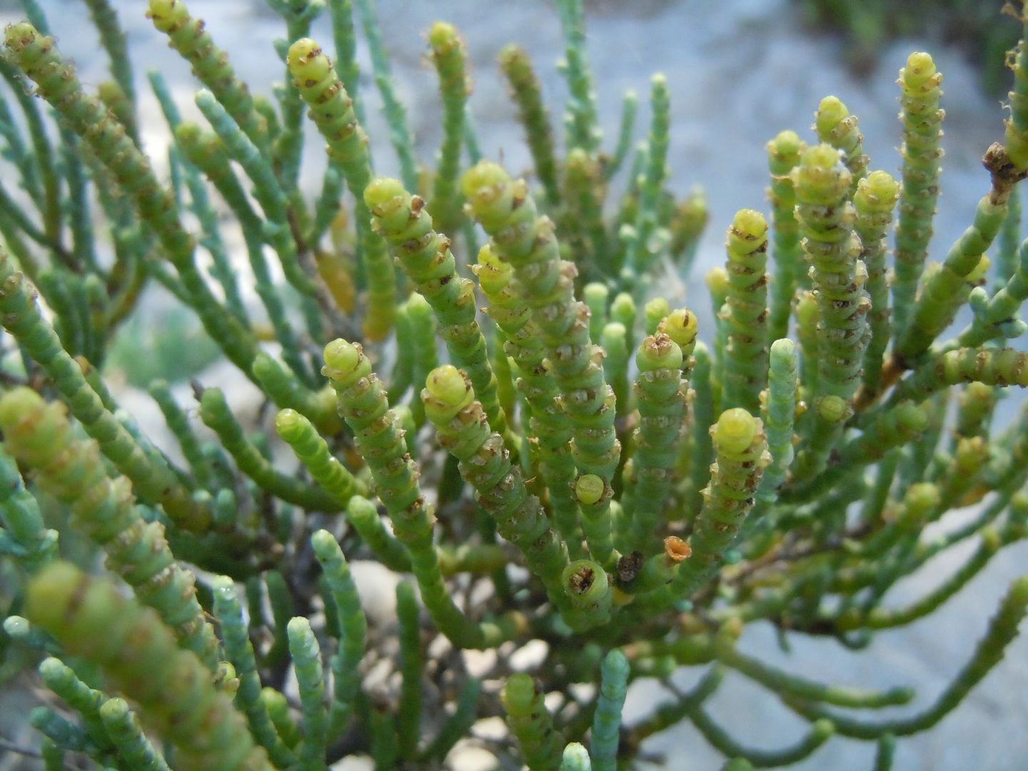 Salicornia sp. (Chenopodiaceae)