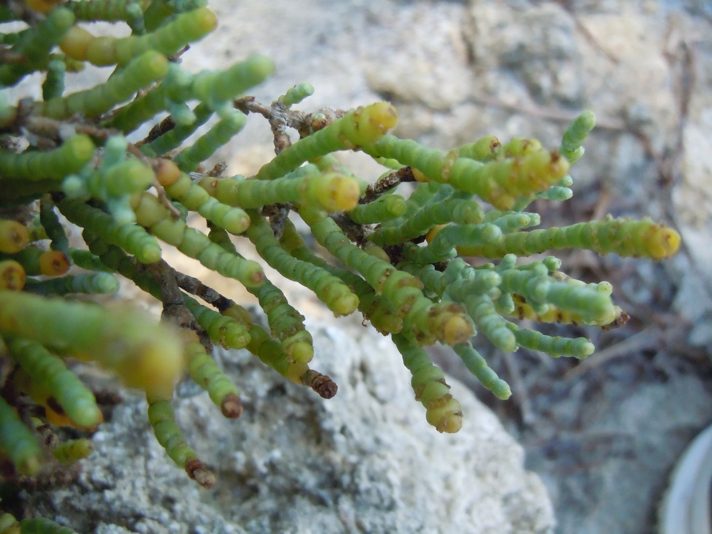 Salicornia sp. (Chenopodiaceae)