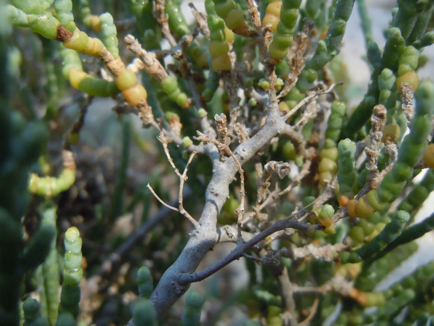 Salicornia sp. (Chenopodiaceae)