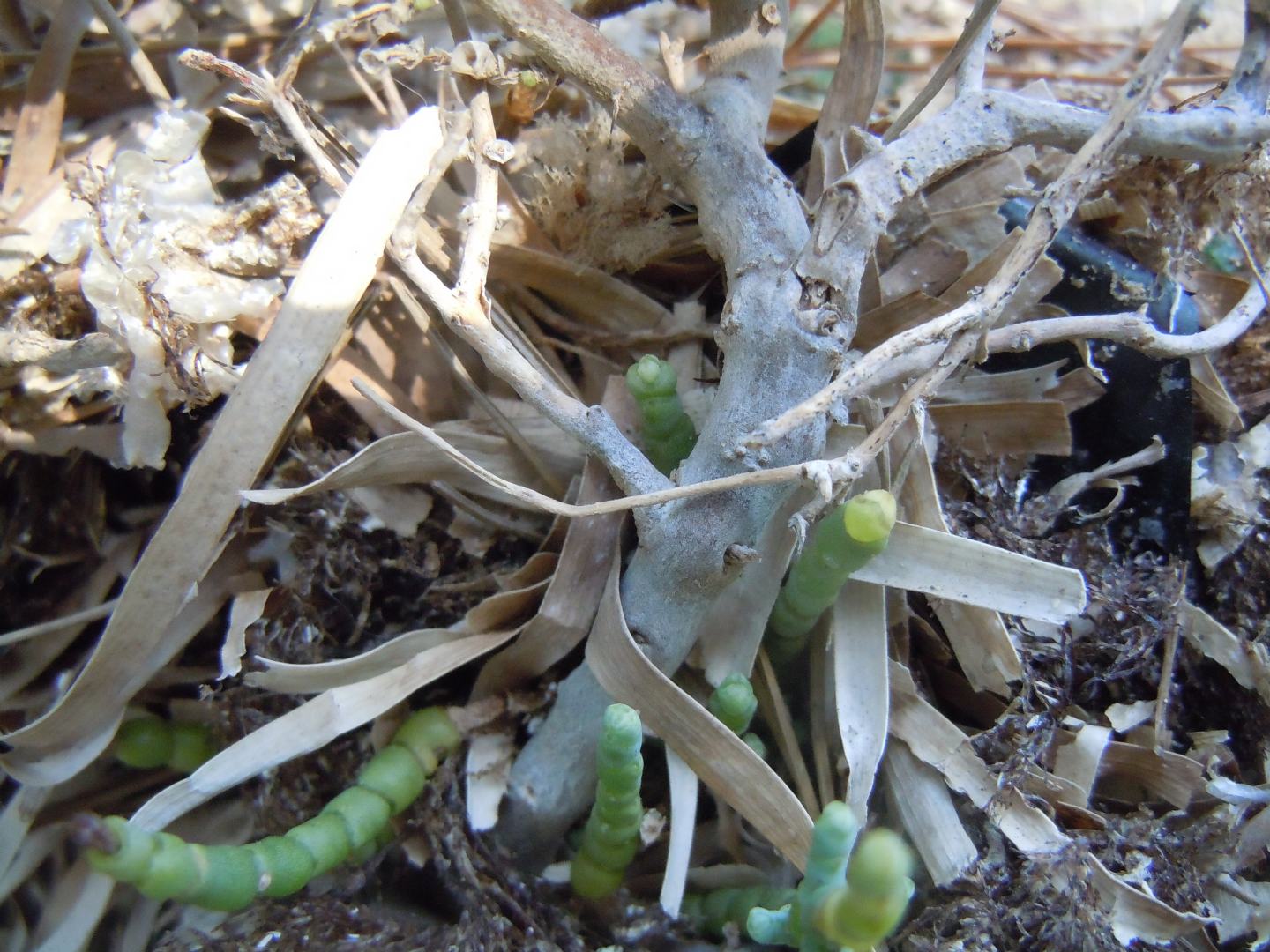 Salicornia sp. (Chenopodiaceae)