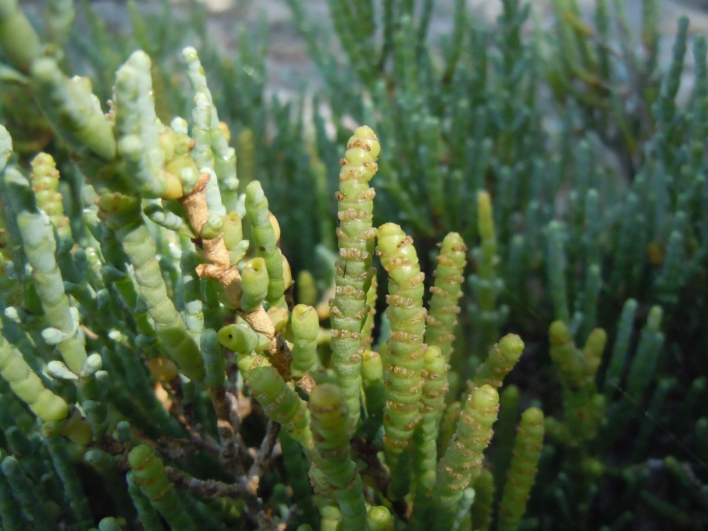 Salicornia sp. (Chenopodiaceae)
