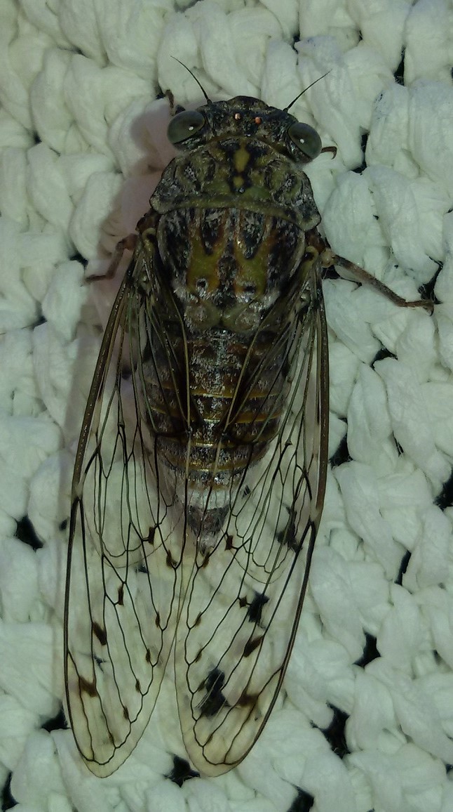 Cicada orni