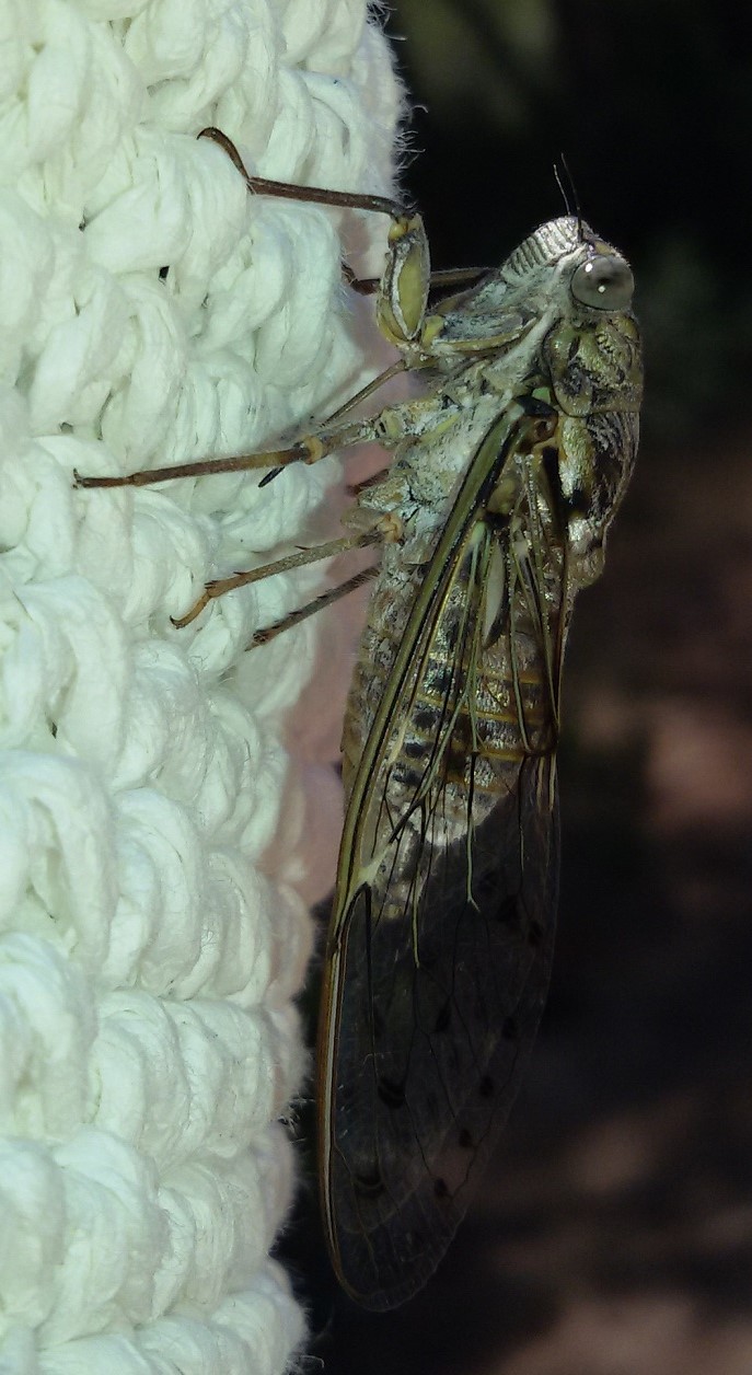 Cicada orni