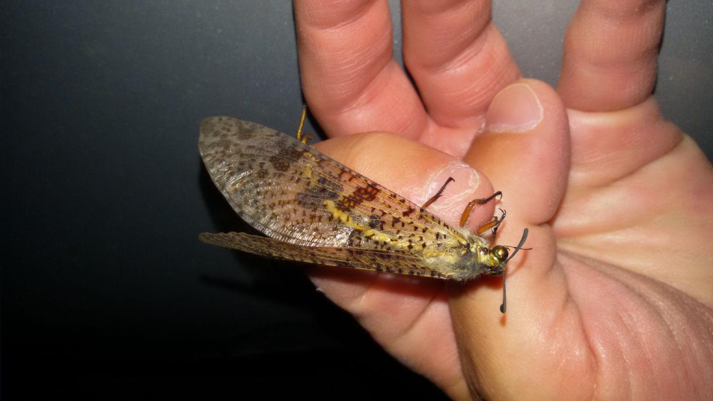 Palpares libelluloides, maschio (Myrmeleontidae)