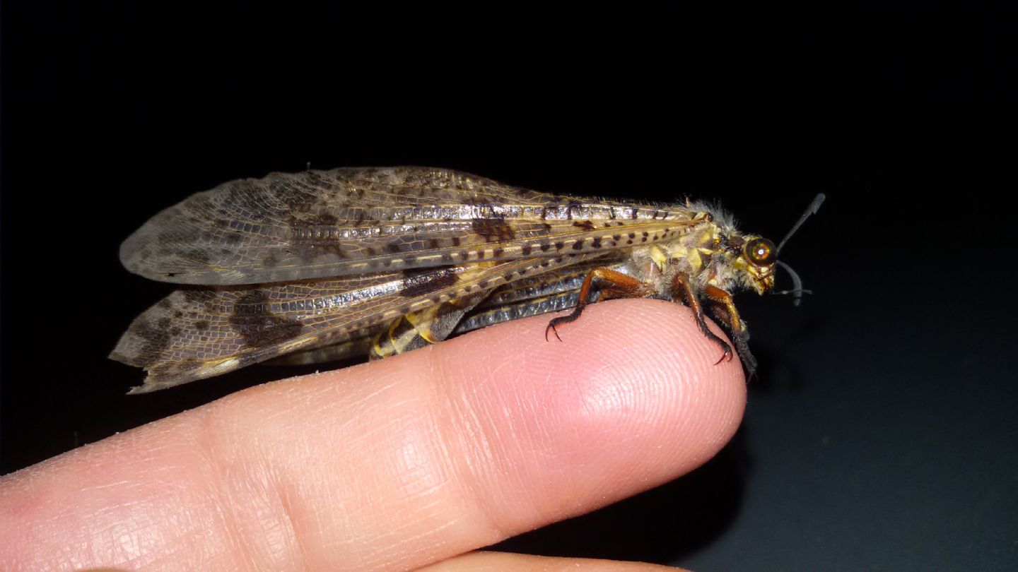 Palpares libelluloides, maschio (Myrmeleontidae)