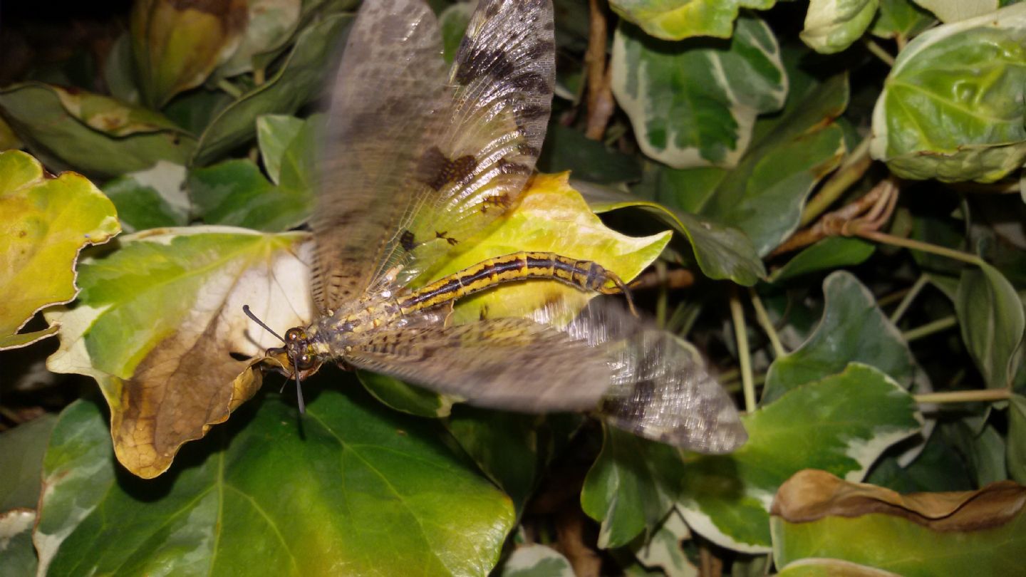 Palpares libelluloides, maschio (Myrmeleontidae)