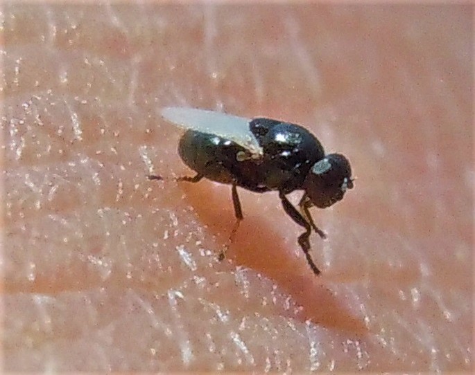 Ephydridae?