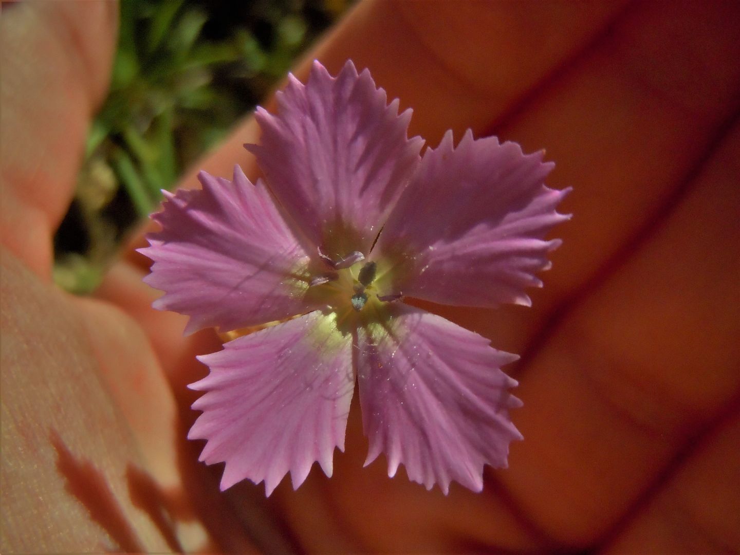 Dianthus rupicola / Garofano rupestre