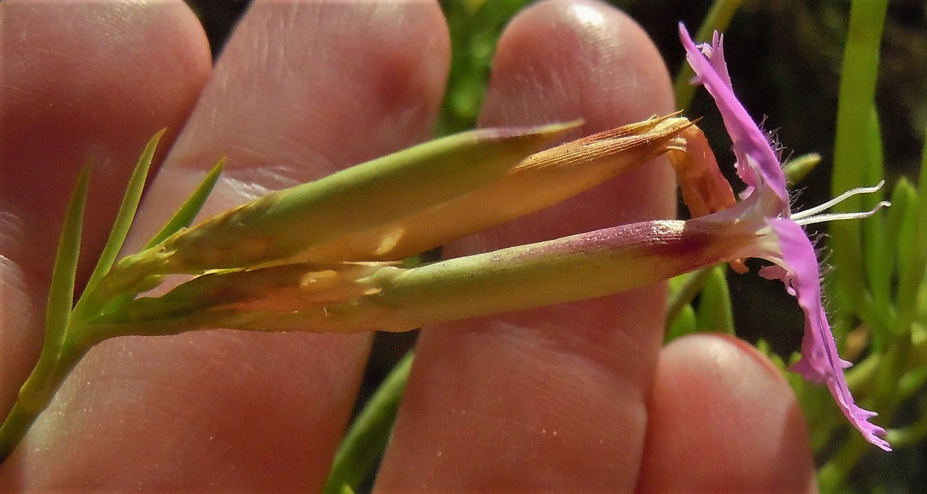 Dianthus rupicola / Garofano rupestre