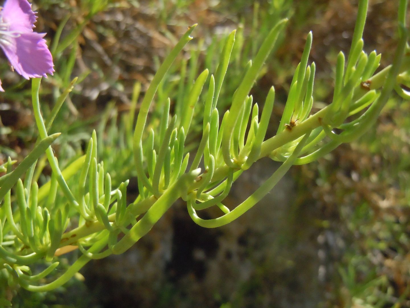 Dianthus rupicola / Garofano rupestre