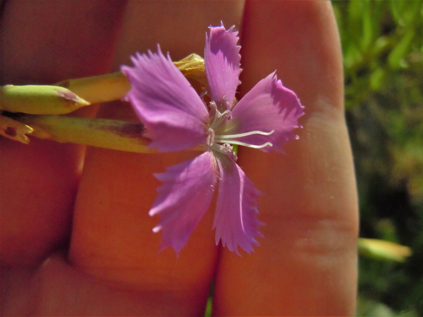 Dianthus rupicola / Garofano rupestre