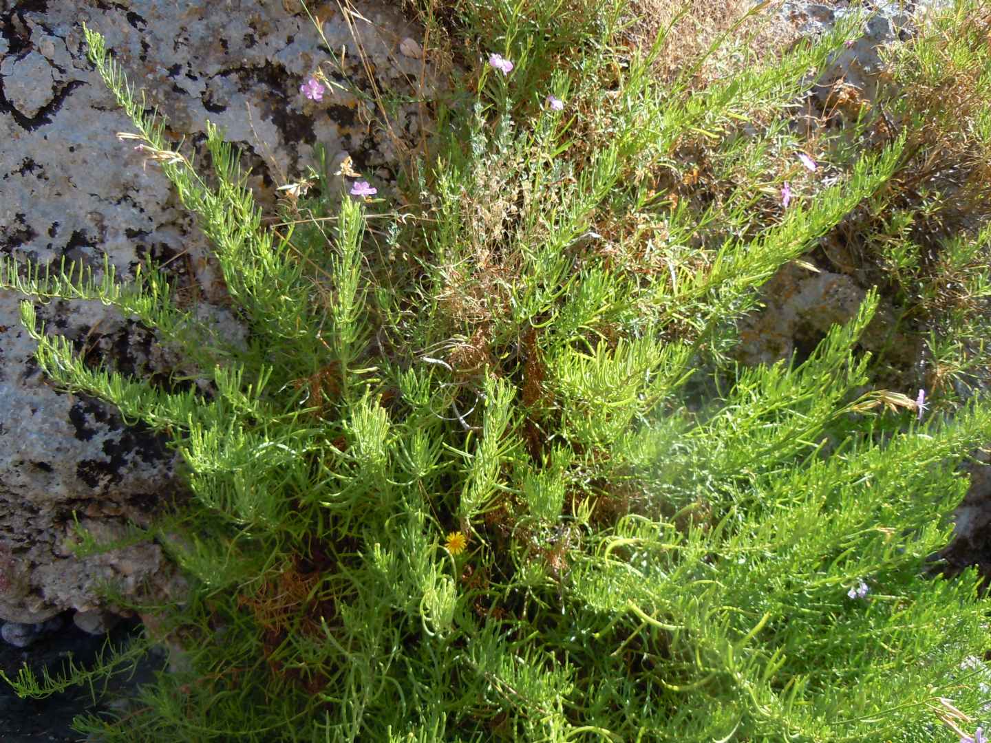 Dianthus rupicola / Garofano rupestre