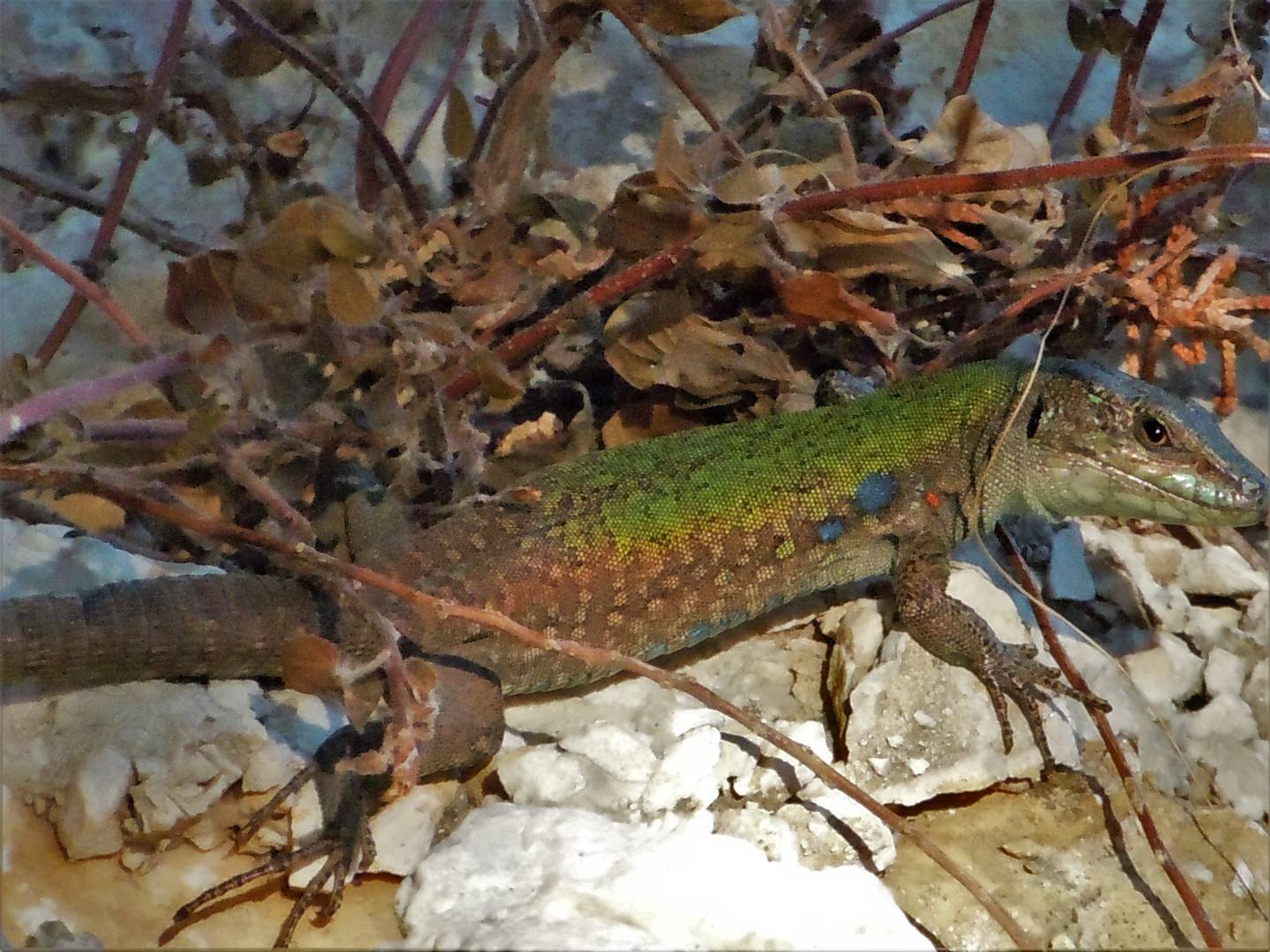 Podarcis sicula e Podarcis sicula medemi