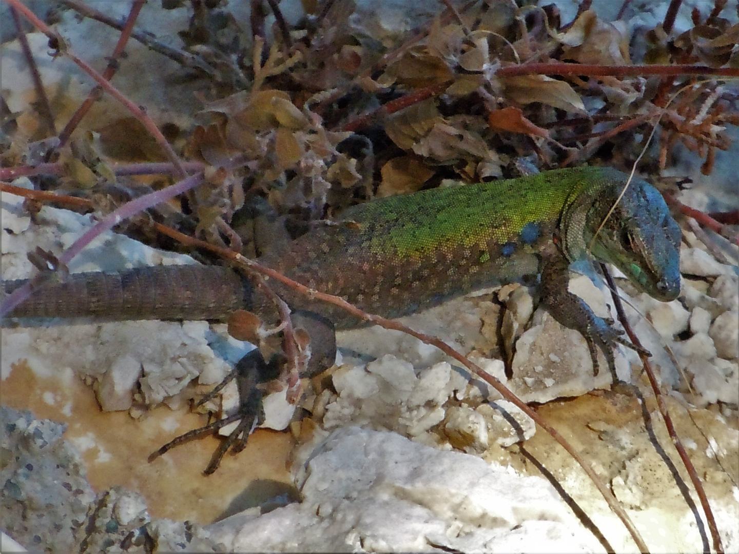 Podarcis sicula e Podarcis sicula medemi