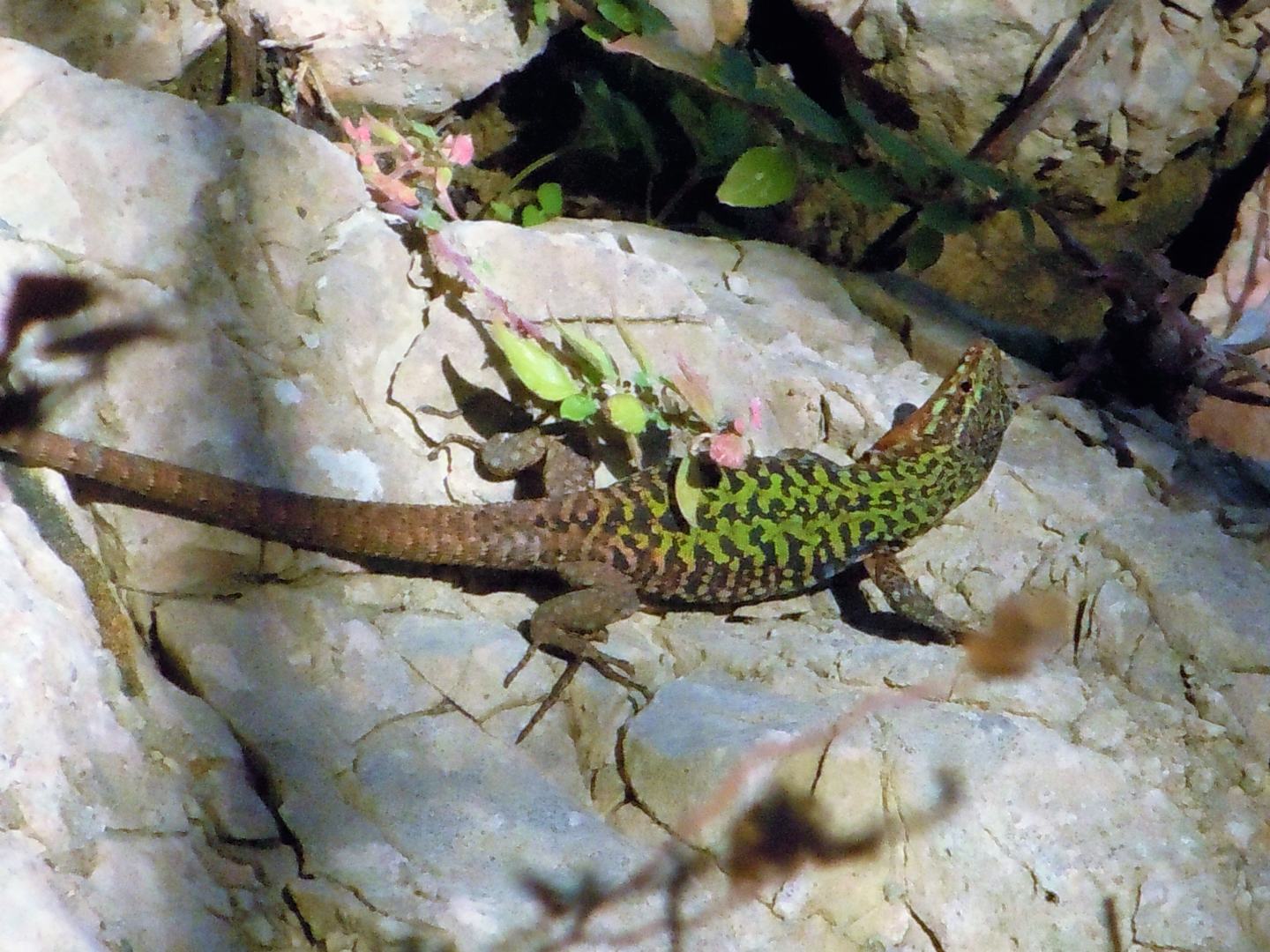 Podarcis sicula e Podarcis sicula medemi