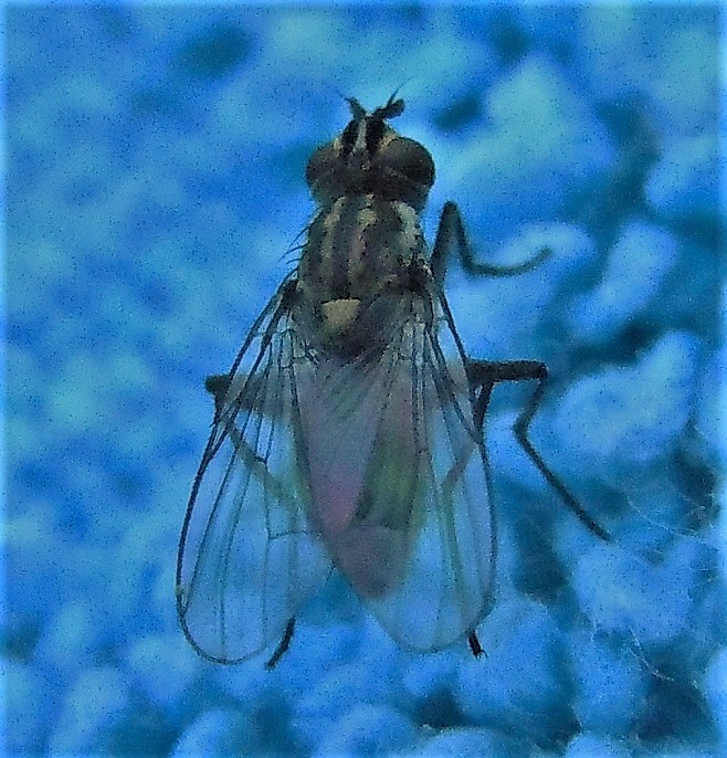 Limnophora riparia (Muscidae)