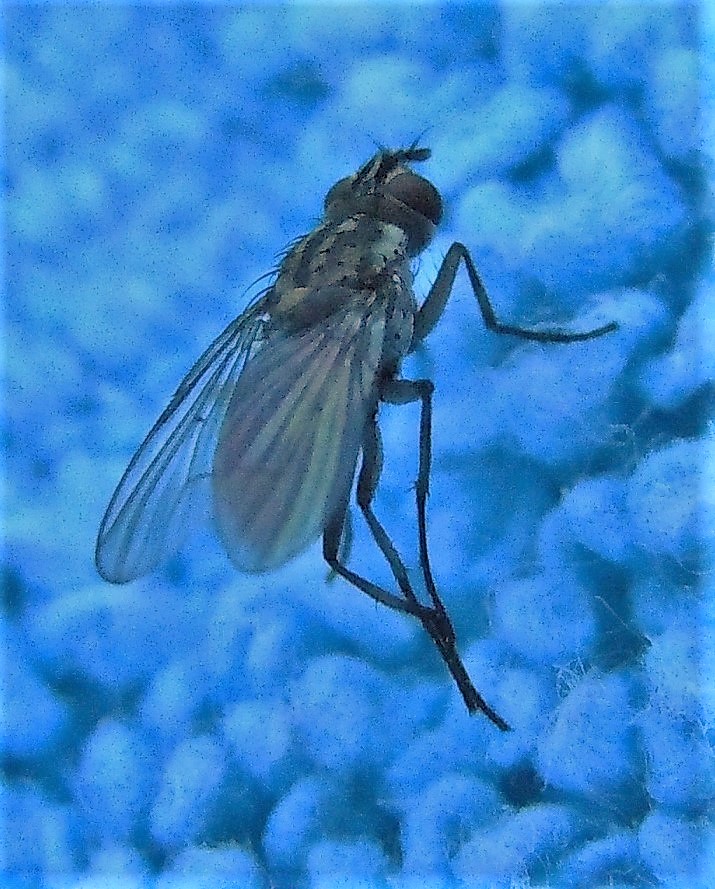 Limnophora riparia (Muscidae)