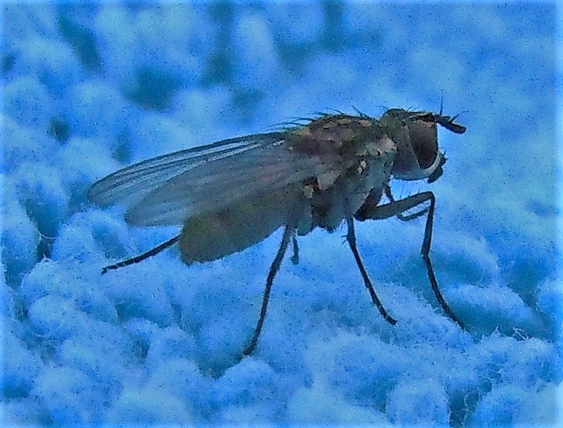 Limnophora riparia (Muscidae)