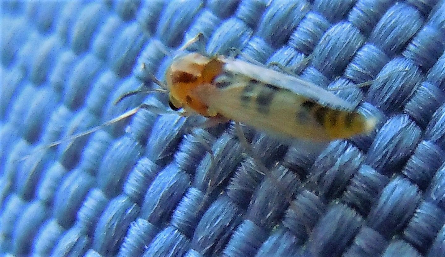 Chironomidae (?) siciliano