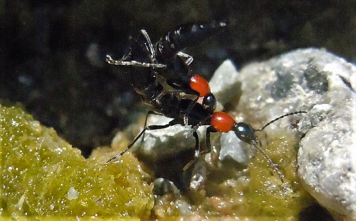 Staphylinidae:  Paederidus ruficollis?  S !