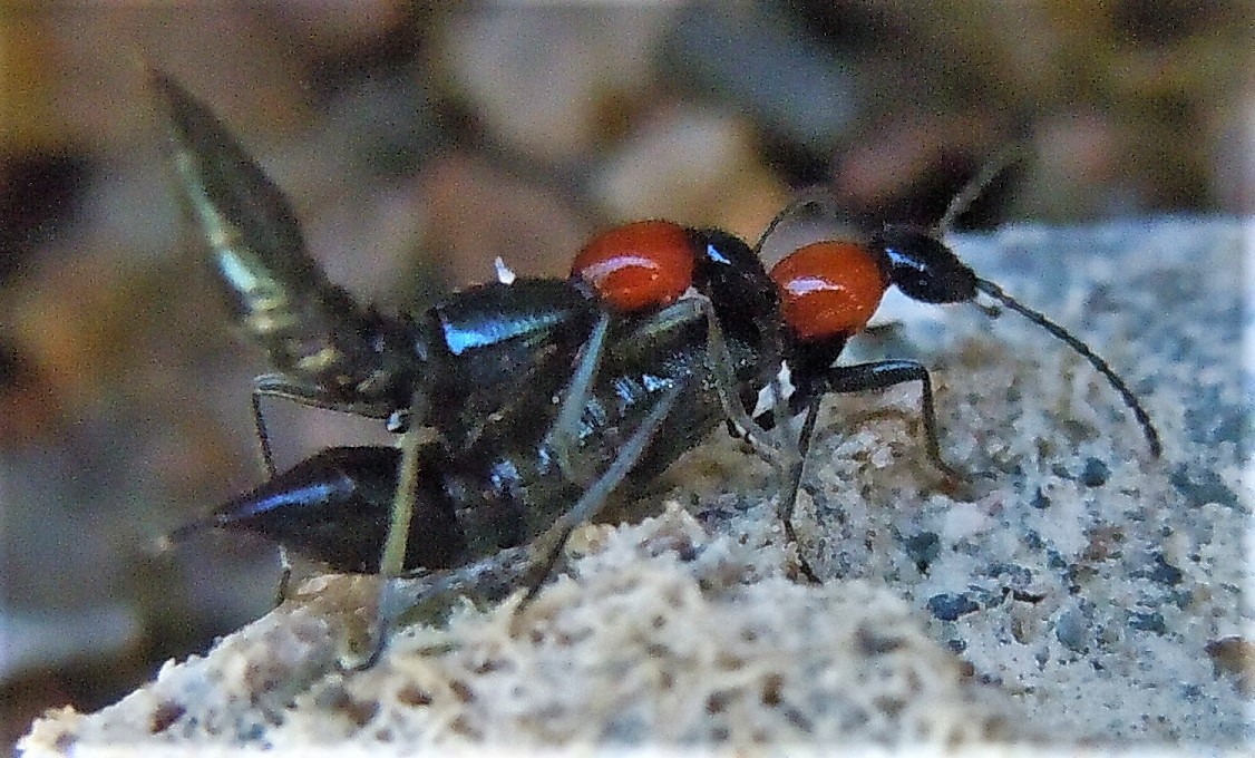 Staphylinidae:  Paederidus ruficollis?  S !