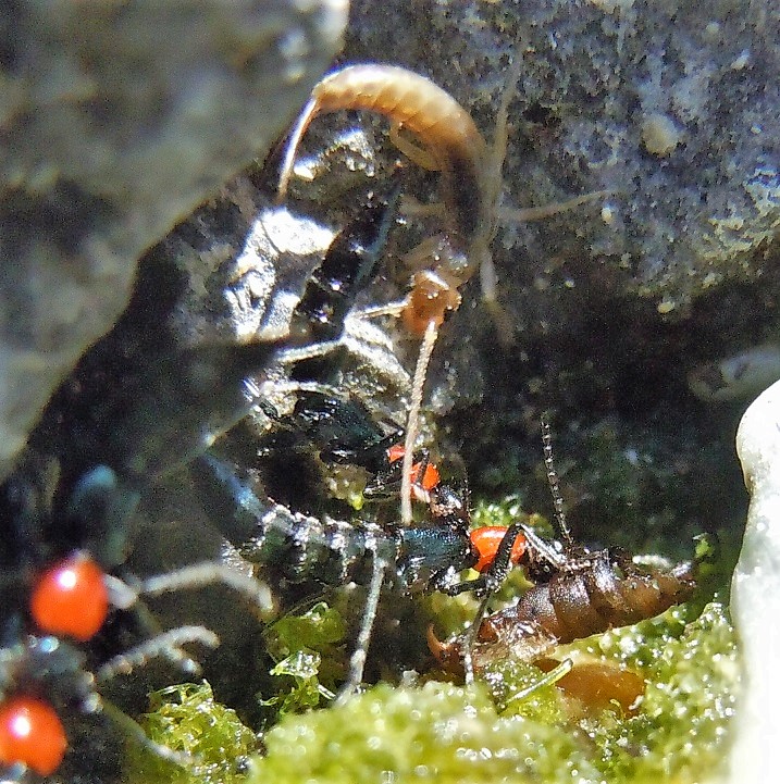 Staphylinidae:  Paederidus ruficollis?  S !