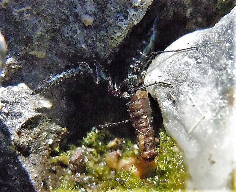 Staphylinidae:  Paederidus ruficollis?  S !