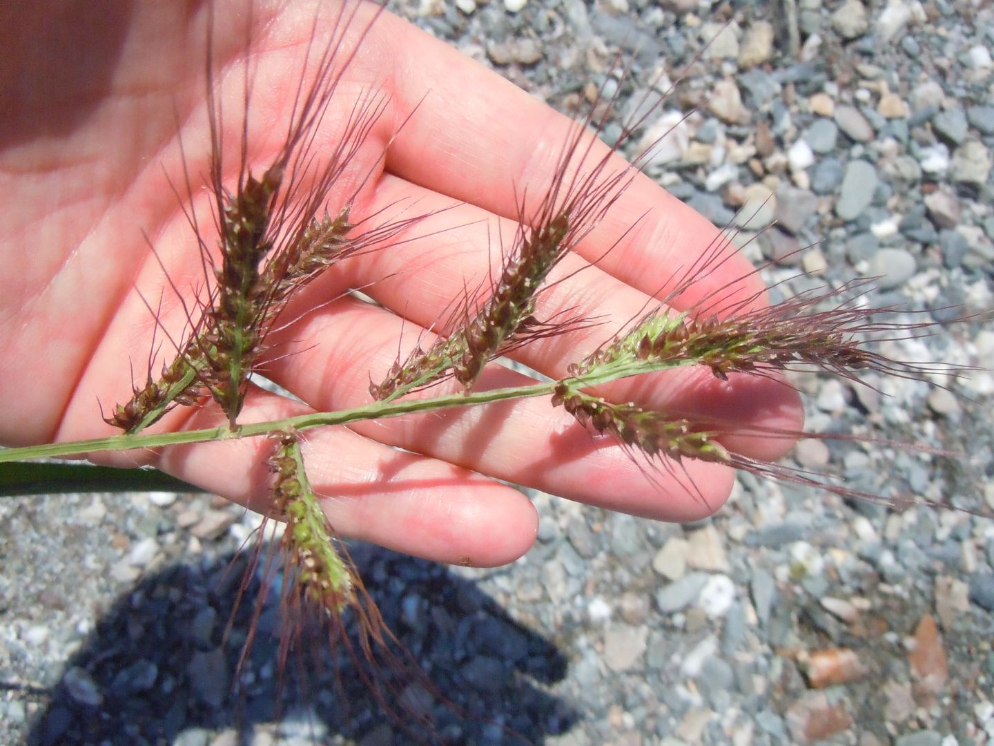 Echinochloa crus-galli / Giavone comune
