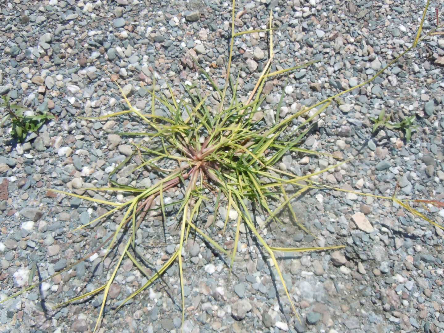 Echinochloa crus-galli / Giavone comune