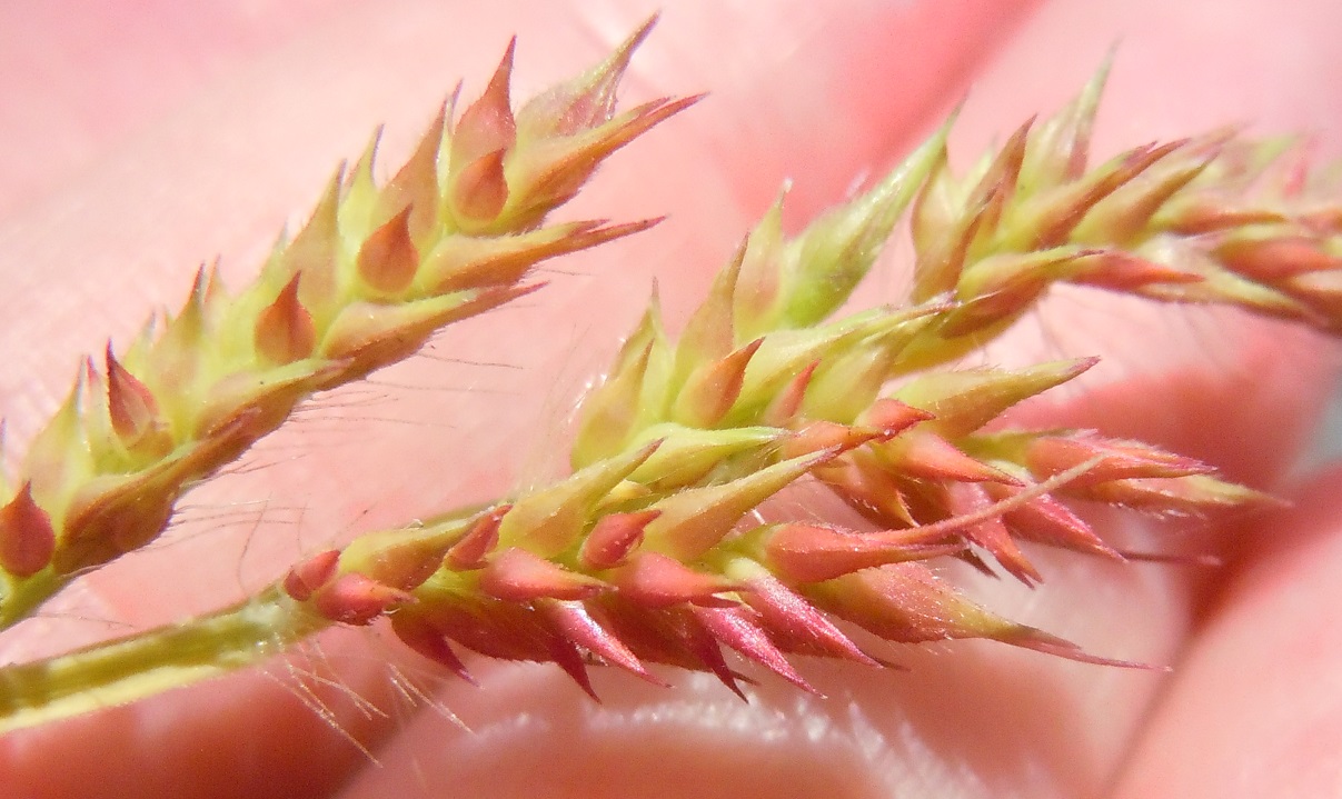 Echinochloa crus-galli / Giavone comune