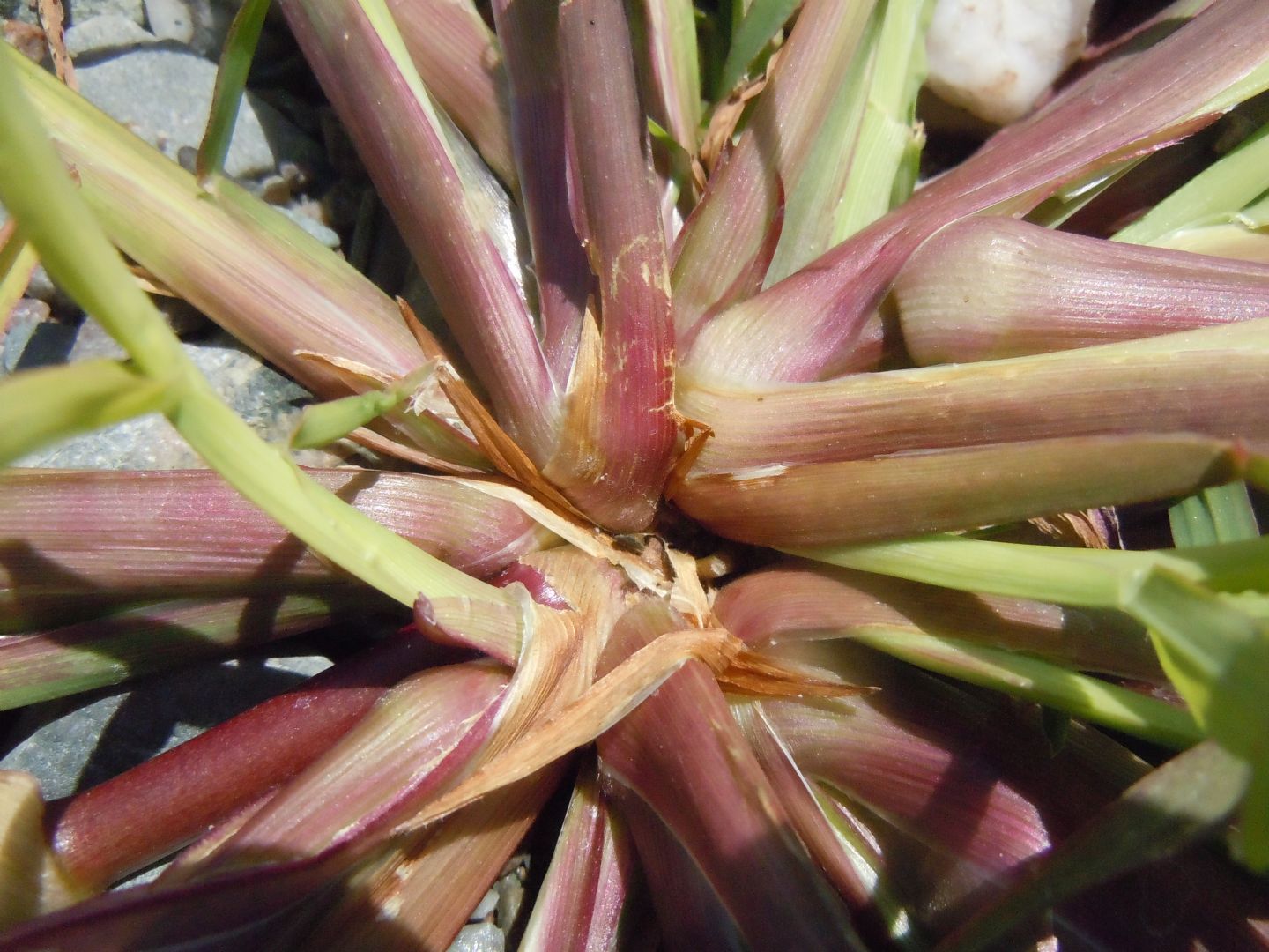 Echinochloa crus-galli / Giavone comune
