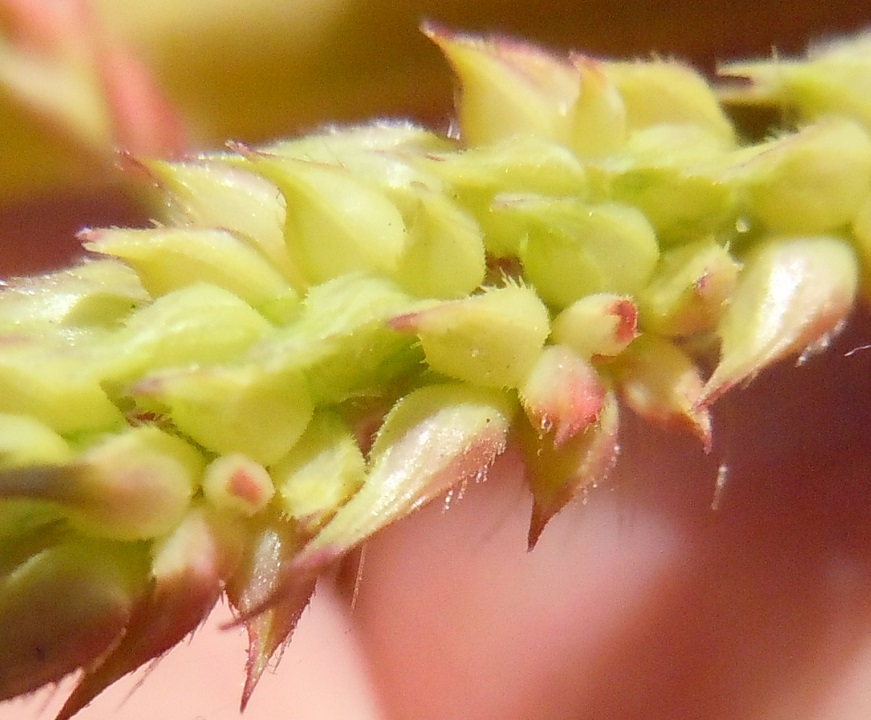 Echinochloa crus-galli / Giavone comune