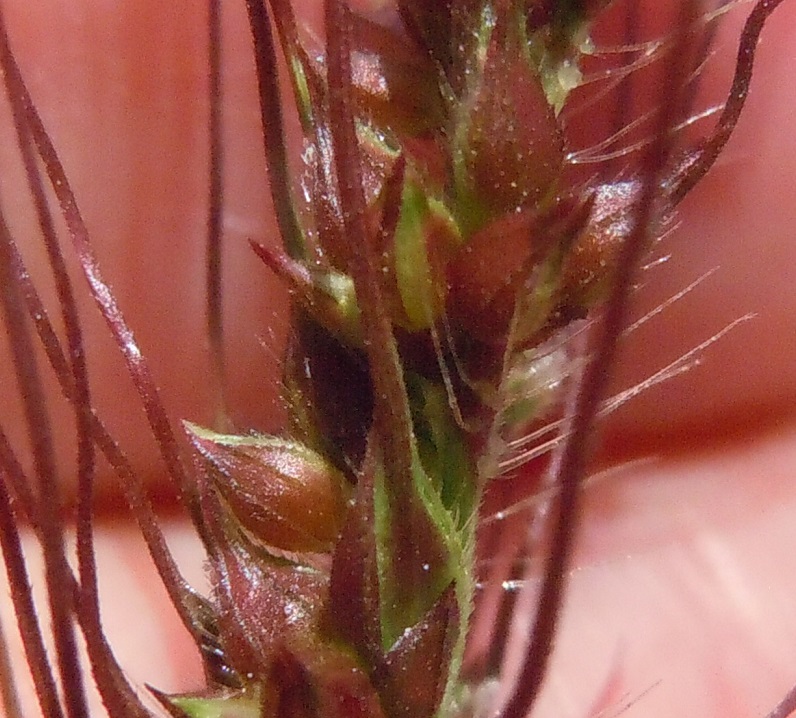 Echinochloa crus-galli / Giavone comune