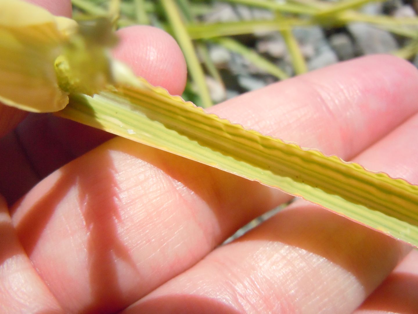 Echinochloa crus-galli / Giavone comune