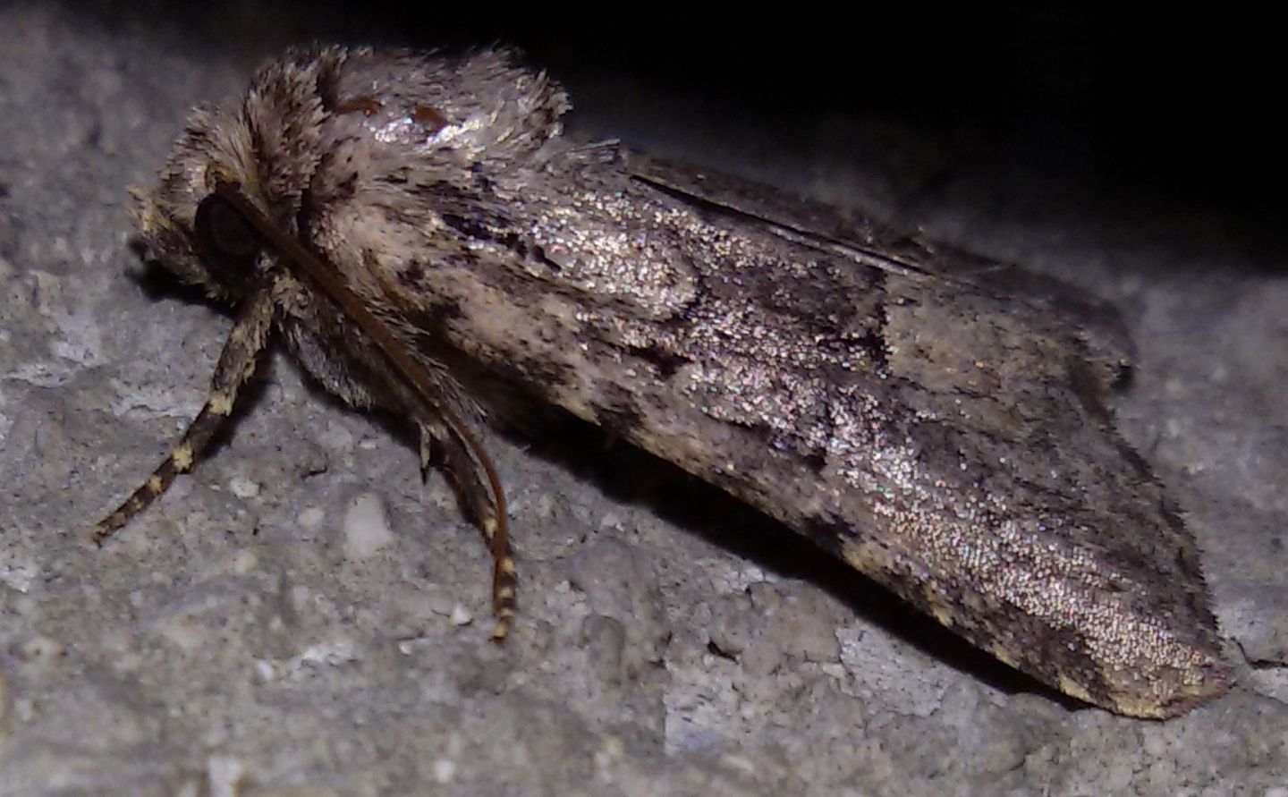 Aiuto ID - Clemathada calberlai, Noctuidae