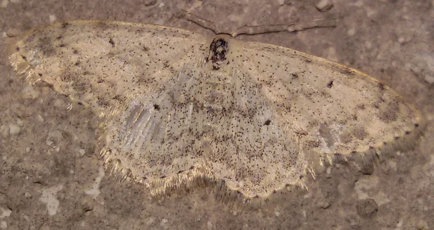 Idaea seriata, Geometridae? S