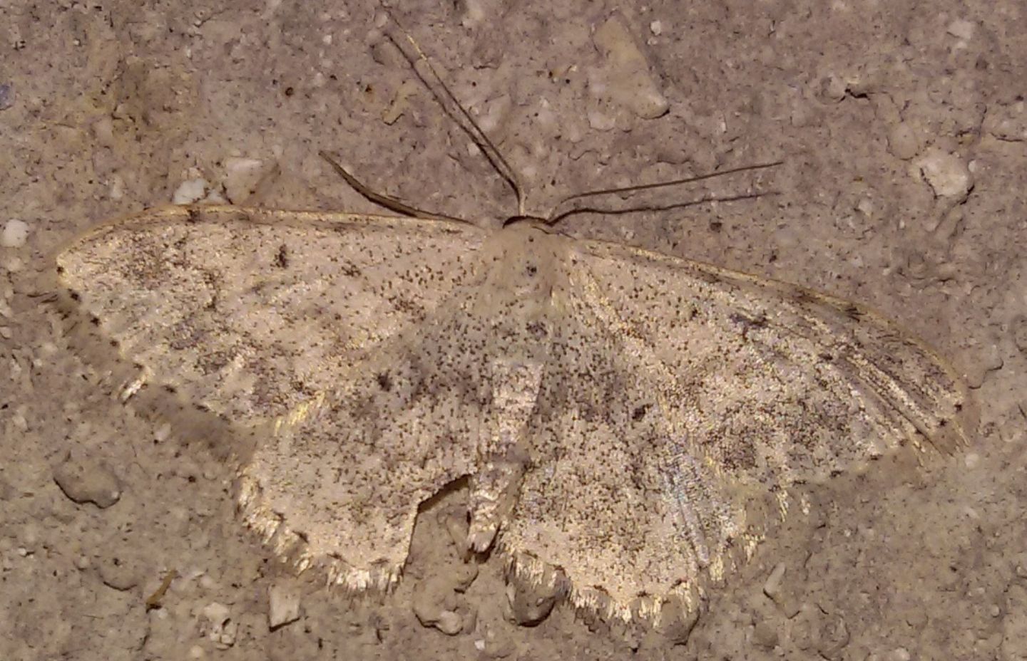 Idaea seriata, Geometridae? S